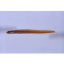 Gunnellichthys viridescens Dawson, 1968