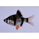 Puntius tetrazona (Bleeker, 1855)