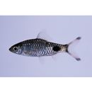 Puntius filamentosus (Valenciennes, 1844)