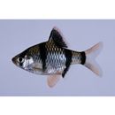 Puntius tetrazona (Bleeker, 1855)