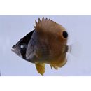 Chaetodon auripes Jordan et Snyder, 1901