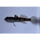 Bathygobius fuscus (Ruppell, 1830)