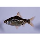 Puntius rhomboocellatus Koumans, 1940