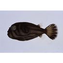 Arothron manilensis (Proce, 1822)