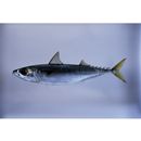 Scomber japonicus Houttuyn, 1782