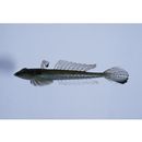 Repomucenus ornatipinnis (Regan, 1905)