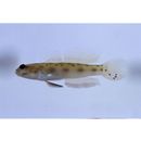 Ctenogobiops formosa Randall, Shao et Chen, 2003