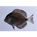 Acanthurus xanthopterus Valenciennes, 1835