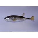 Lagocephalus spadiceus (Richardson, 1845)