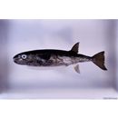 Lagocephalus lagocephalus oceanicus Jordan et Evermann, 1903