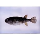 Arothron firmamentum (Temminck et Schlegel, 1847)