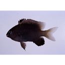 Stegastes insularis Allen et Emery, 1985