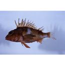 Neosebastes entaxis Jordan et Starks, 1904