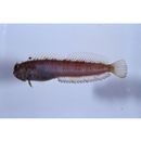 Mimoblennius atrocinctus (Regan, 1908)