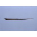 Cosmocampus banneri (Herald et Randall, 1972)