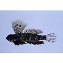 Neosynchiropus ocellatus (Pallas, 1770)