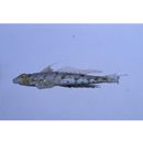 Diplogrammus goramensis (Bleeker, 1858)