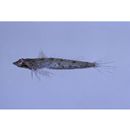 Diplogrammus goramensis (Bleeker, 1858)