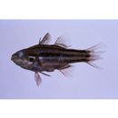 Ostorhinchus taeniophorus (Regan, 1908)