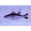 Niphon spinosus Cuvier, 1828