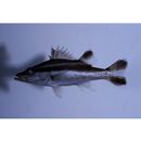 Niphon spinosus Cuvier, 1828