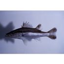 Niphon spinosus Cuvier, 1828