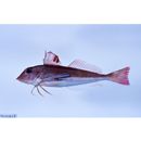 Lepidotrigla microptera Gunther, 1873