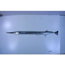 Strongylura anastomella (Valenciennes, 1846)