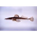 Suggrundus meerdervoortii (Bleeker, 1860)