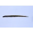 Eutaeniichthys gilli Jordan et Snyder, 1901