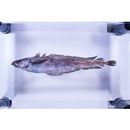 Laemonema longipes Schmidt, 1938