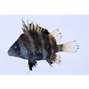 Hapalogenys mucronatus (Eydoux et Souleyet, 1850)