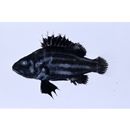 Stereolepis doederleini Lindberg et Krasyukova, 1969