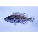 Epinephelus merra Bloch, 1793