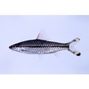 Puntius denisonii (Day, 1865)