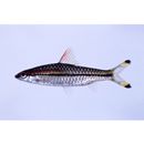 Puntius denisonii (Day, 1865)