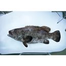 Epinephelus lanceolatus (Bloch, 1790)