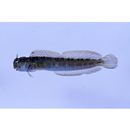 Istiblennius dussumieri (Valenciennes, 1836)