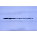 Ablennes hians (Valenciennes, 1846)