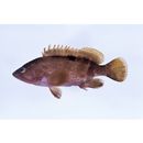 Epinephelus akaara (Temminck et Schlegel, 1842)