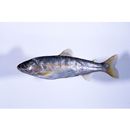 Oncorhynchus masou masou (Brevoort, 1856)