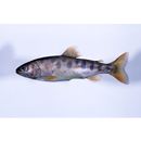 Oncorhynchus masou masou (Brevoort, 1856)