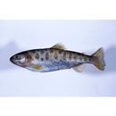 Oncorhynchus masou masou (Brevoort, 1856)