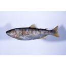 Oncorhynchus masou masou (Brevoort, 1856)