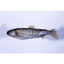 Oncorhynchus masou masou (Brevoort, 1856)