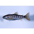 Oncorhynchus masou masou (Brevoort, 1856)