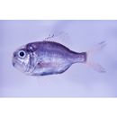 Hoplostethus japonicus Hilgendorf, 1879