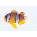 Amphiprion clarkii (Bennett, 1830)