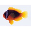 Amphiprion frenatus Brevoort, 1856