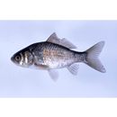 Carassius auratus langsdorfii Temminck et Schlegel, 1846